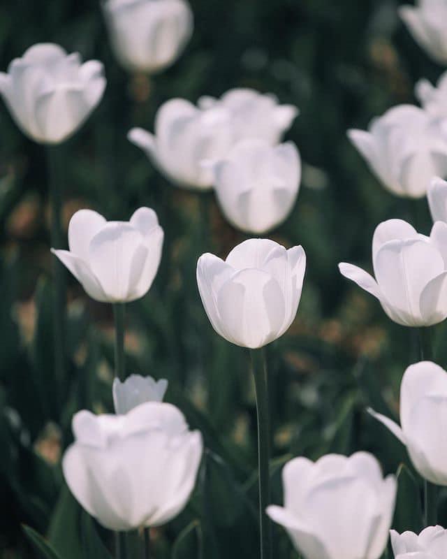 Chuyện tôi đi giao đồ ăn…và nền ‘công nghệp chữa&nbsp;lành’.